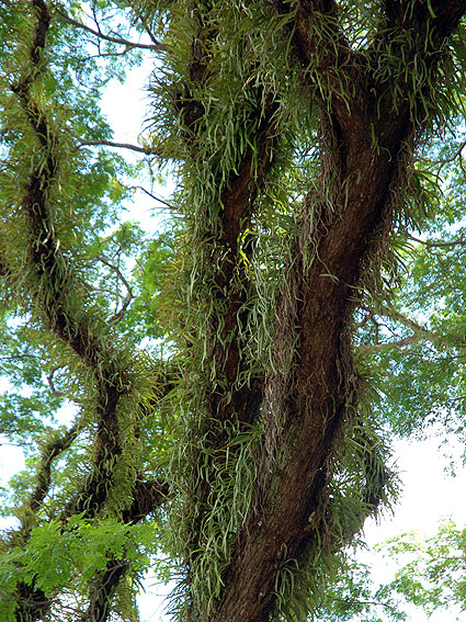 5182_Daintree_Rainforest 