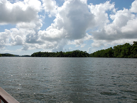 5187_Daintree_Rainforest 