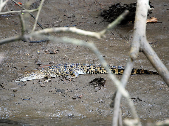 5193_Daintree_Juvenil_croc 