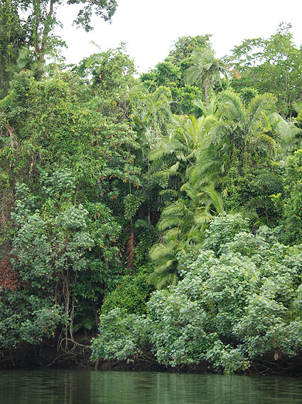 5196_Daintree_Rainforest 