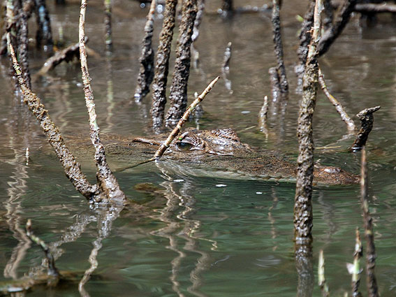 5212_Daintree_2meters_croc 