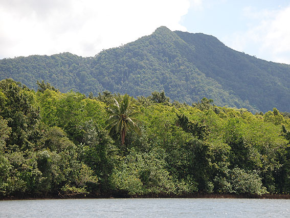 5213_Daintree_Rainforest 