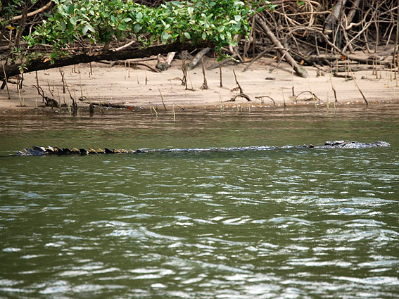 5221_Daintree_Scarface_croc 