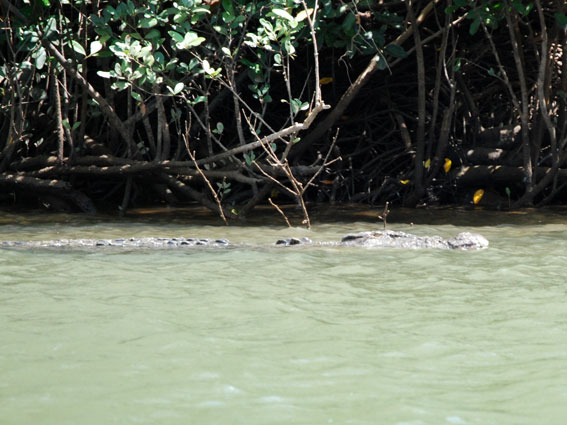 5226_Daintree_Scarface_croc 