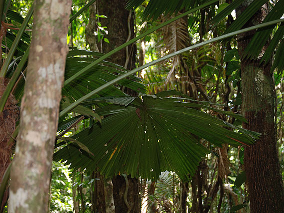 5242_Daintree_Rainforest 