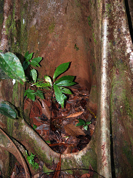 5244_Daintree_Rainforest 