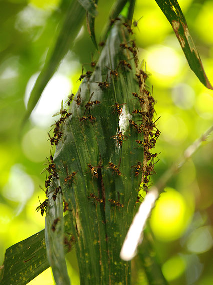 5248_Daintree_Rainforest 