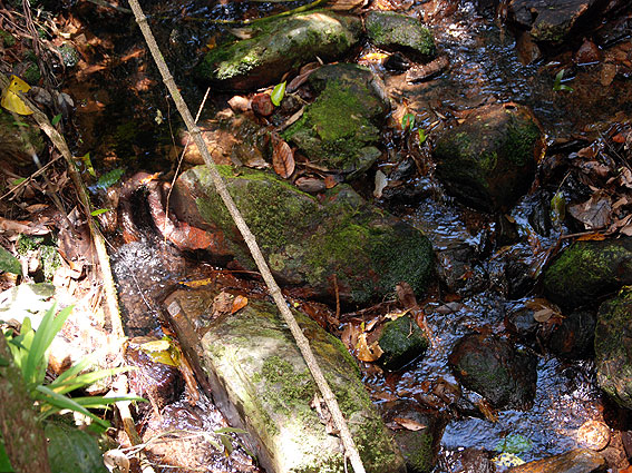 5254_Daintree_Rainforest 