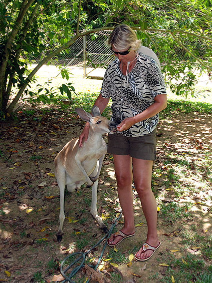 5261_Daintree_Rainforest 