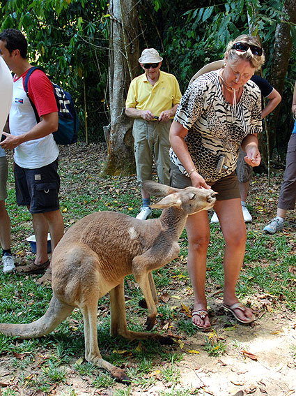 5265_Daintree_Rainforest 