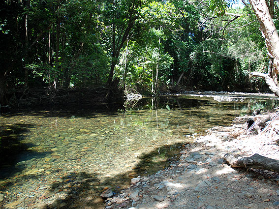 5275_Daintree_Rainforest 