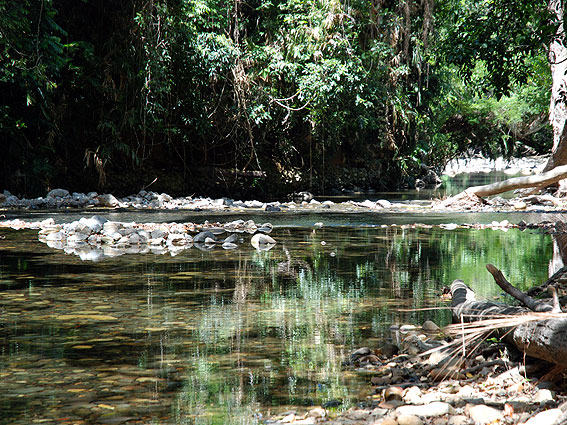 5280_Daintree_Rainforest 