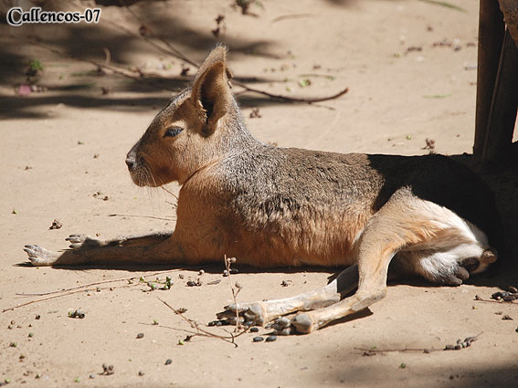 4DSC_0043_capybara 