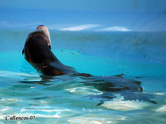 4DSC_0108_seal 