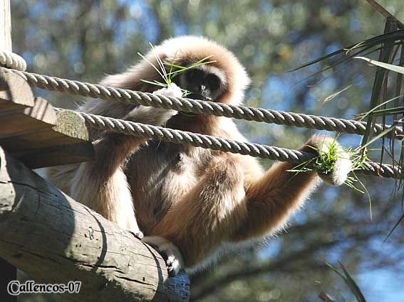 4DSC_0118_gibbon 