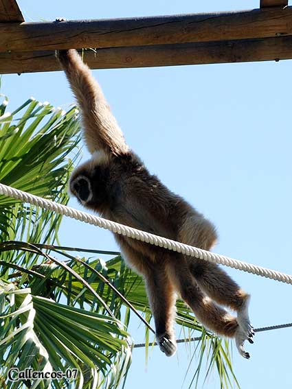 4DSC_0121_gibbon 