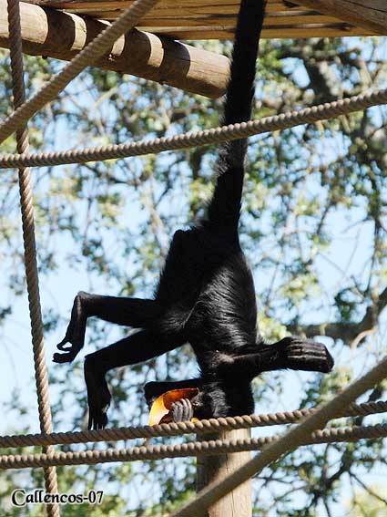 4DSC_0130_gibbon 