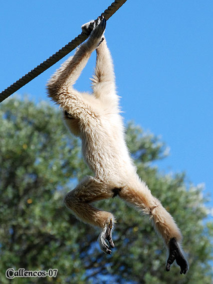 4DSC_0135_gibbon 