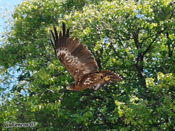 4DSC_0148_birds 