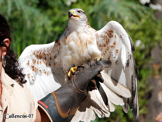 4DSC_0171_birds 