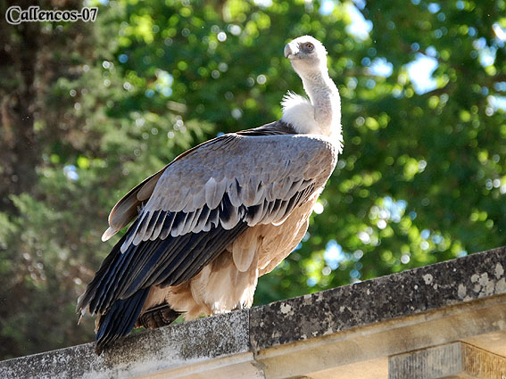 4DSC_0191_birds 