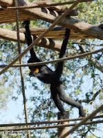 4DSC_0131_gibbon 