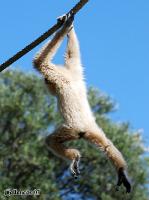 4DSC_0135_gibbon 