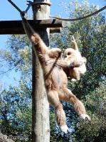 4DSC_0137_gibbon 