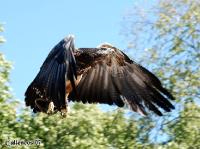 4DSC_0186_birds 