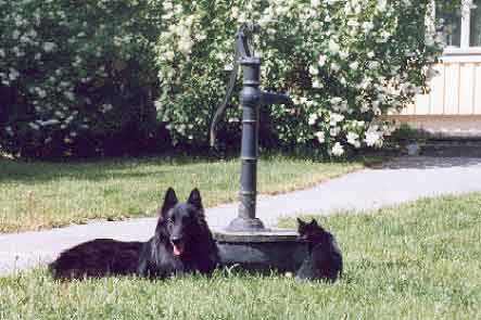Marcus & Pascha taking a rest in the sun at kennel A-Te-Ell, summer 2002.